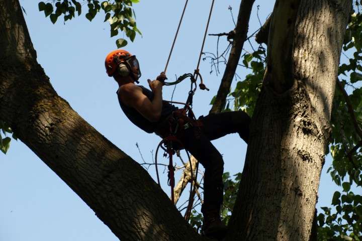 Reasons For The Popularity Of Tree Surgeons In Ruislip