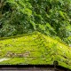 Things To Know About Roof Moss and Algae