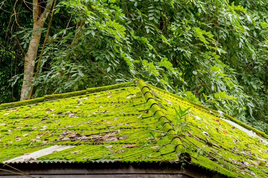 Things To Know About Roof Moss and Algae