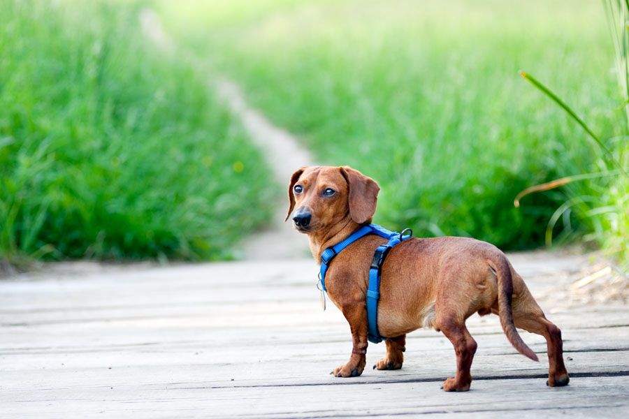 Why Your Dog Needs A Collar