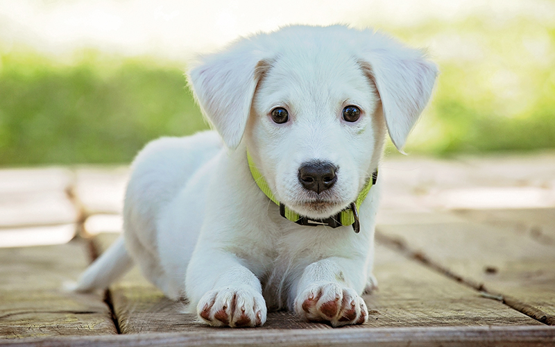 The Benefits Of Personalized Dog Collars