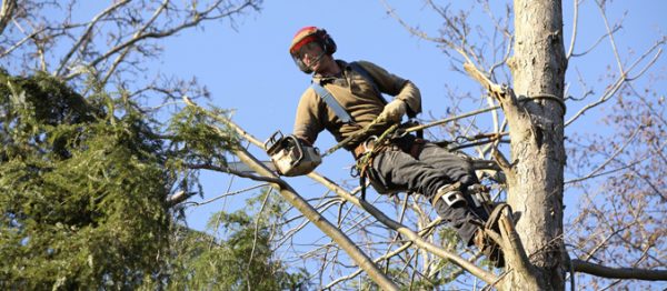 Reasons For The Popularity Of Tree Surgeons In Ruislip