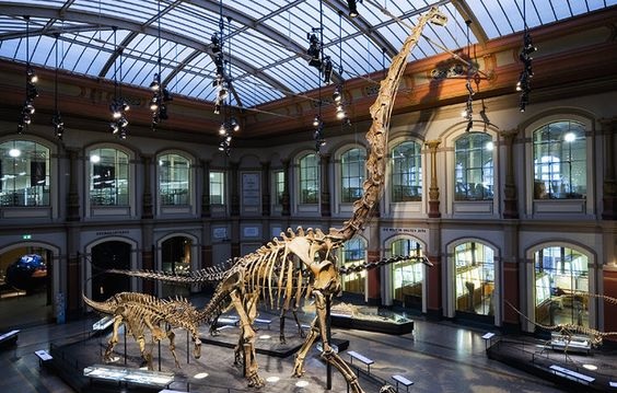 Top 5 Dinosaur Museums In The World