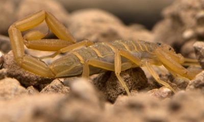 Learning To Avoid Scorpions In Arizona