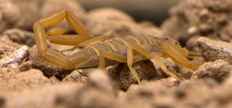 Learning To Avoid Scorpions In Arizona