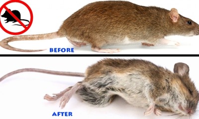 How To Get Rid Of Mice