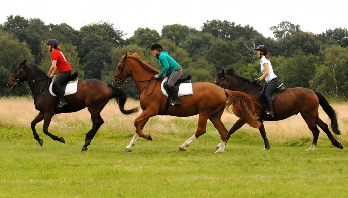 How To Keep Your Horse's Legs Strong And Healthy