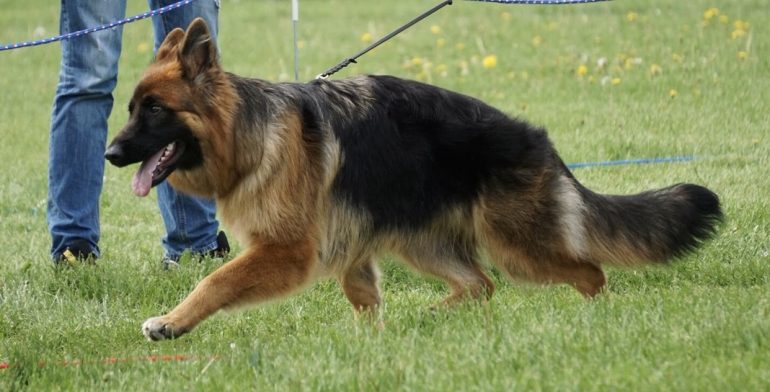 The Increasing Popularity Of German Shepherds