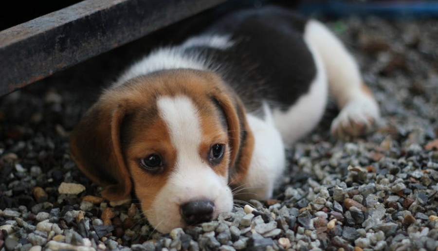 Canine Distemper Virus: Signs And Symptoms