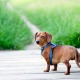 Having A Dog Around Your Baby Could Reduce Their Chances of Getting Allergies