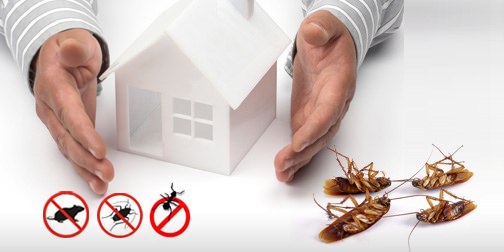 residential-pest-control-service-in-canberra