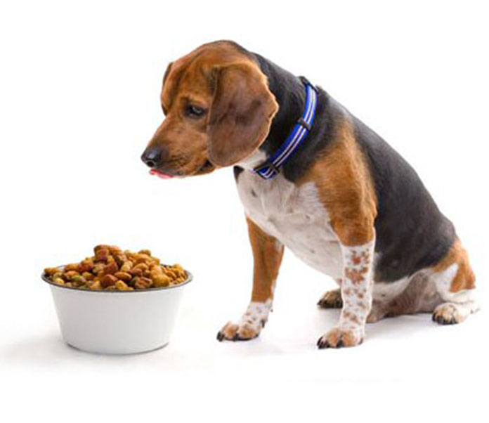 Does-Your-Dogs-Diet
