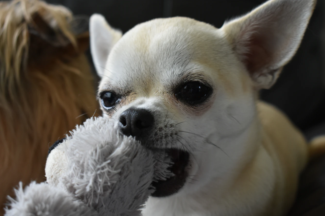 Thats Not a Chew Toy 5 Household Items to Keep Your Pets Away From