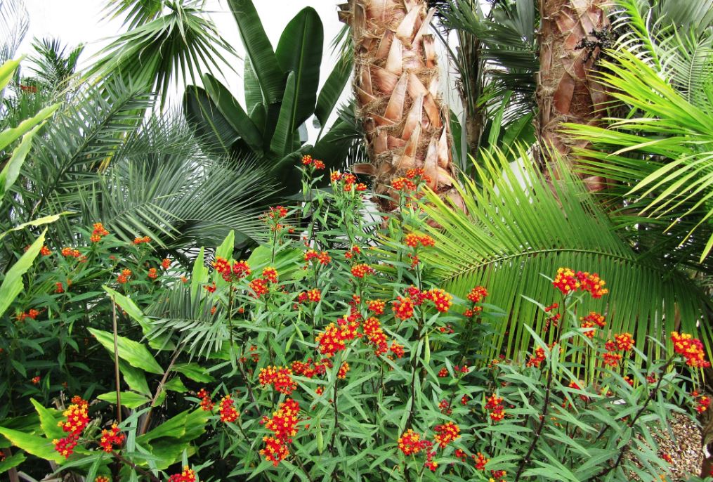 5 Plant Types That Thrive in Hot and Humid Tropical Gardens