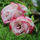 How To Beautifully Incorporate Roses Into Your Yard
