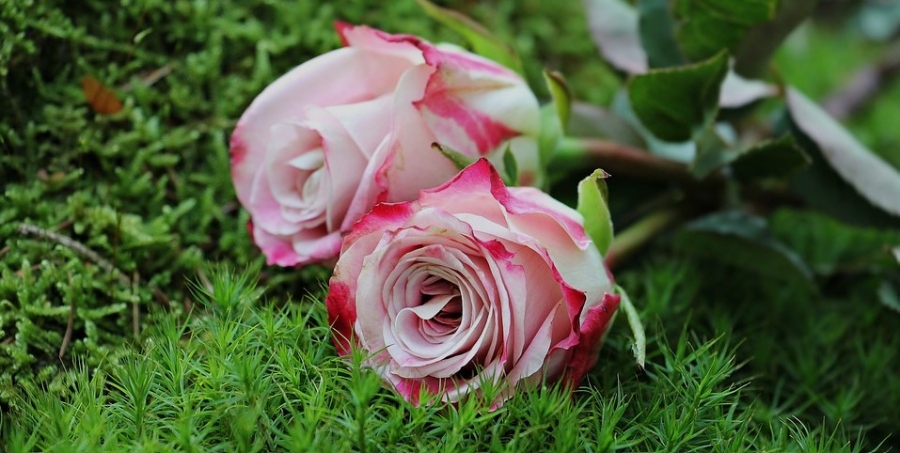 How To Beautifully Incorporate Roses Into Your Yard