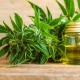 Frequently Asked Questions About CBD For Epilepsy