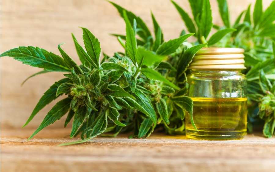 Frequently Asked Questions About CBD For Epilepsy