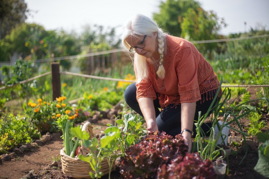 How to Increase Your Vegetable Garden Yield This Year